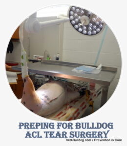 Bulldog MPL Repair