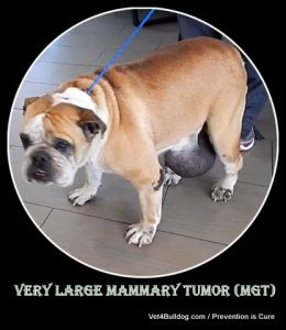 bulldog large breast tumor SCBR rescue