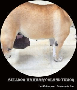 Bulldog with mammary gland tumor, standing on tiled floor.

Text: BULLDOG MAMMARY GLAND TUMOR
 / Prevention is Cure