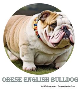 obese english bulldog