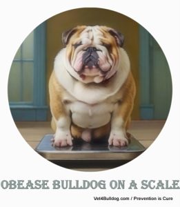 overweight bulldog on scale