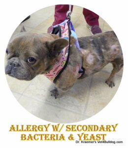 Bulldog Secondary Infection Atopic Allergy