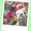 bulldog santa at Dr. Kraemer