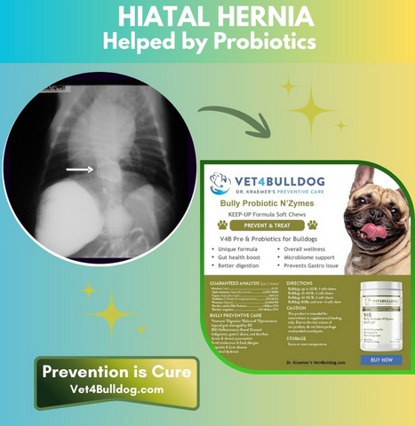 Bulldog hiatal hernia and probitics