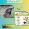 Bulldog Megaesophagus and probiotics