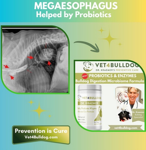 Bulldog Megaesophagus and probiotics
