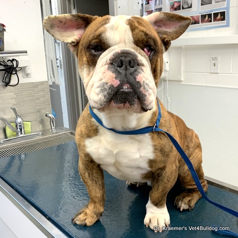 bulldog yoda force be with you