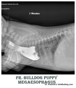 megaesophagus contrast xray of a french bulldog puppy