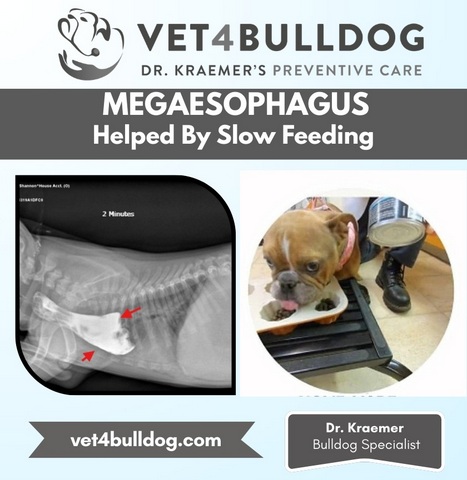 Slow feeding bowl for bulldog megaesophagus