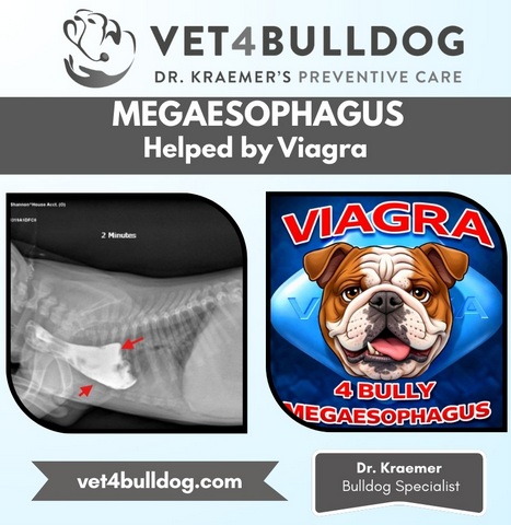 Viagra for bulldog megaesophagus