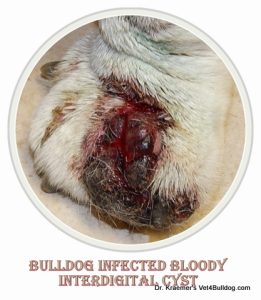 Bulldog paw with bloody interdigital cyst, veterinary context.  

Text: "BULLDOG INFECTED BLOODY INTERDIGITAL CYST. 's "