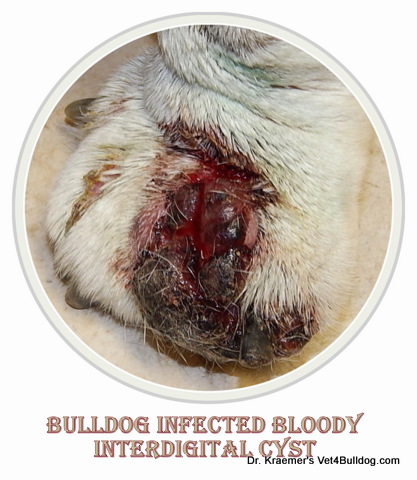 raptured infected interdigital cyst in bulldogs