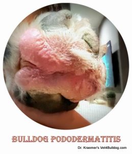 bulldog paw pododermatitis