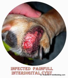 Bulldog paw with infected cyst; text: "INFECTED PAINFULL INTERDIGITAL CYST."