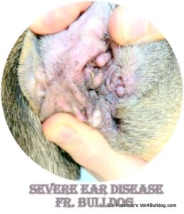 stenotic infected ear in fr bulldog