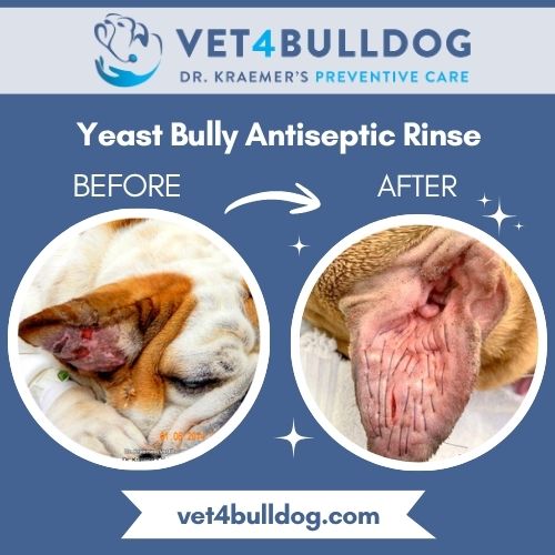 Bulldog Ear Hematoma Before and After