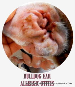 bulldog allergic otitis