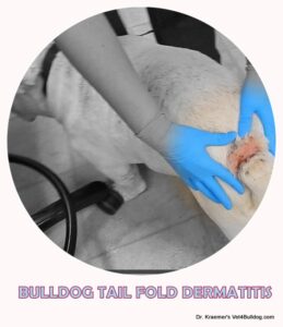 bulldog tail fold dermatitis top folds