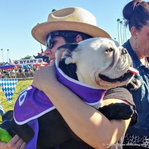 rescue bulldog event photography