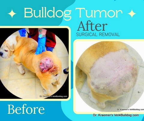 Bulldog large tumor before and after