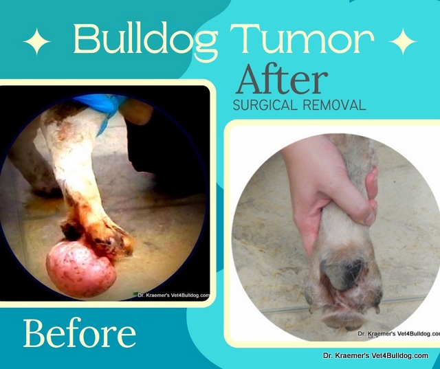 Bulldog leg tumor before and after