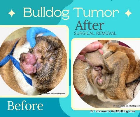 Bulldog ear tumor before and after