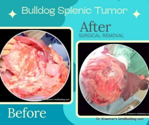 Bulldog Spleen Tumor Before and After