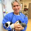 Dr. K with bulldog puppies just born by c-section
