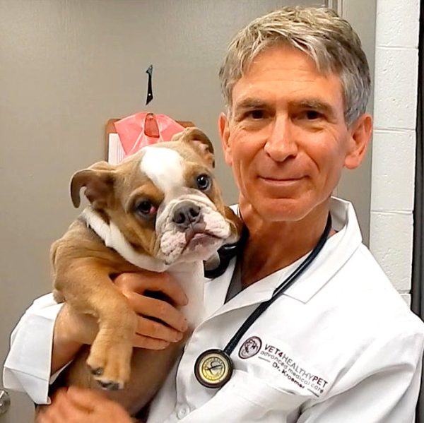 r. Kraemer vet4bulldog bulldog puppy