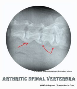 spondylosis arthritis of the vertebra in bulldogs