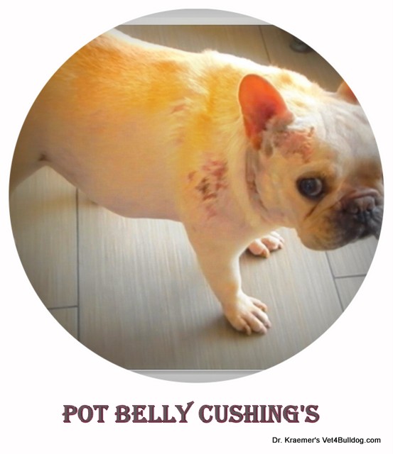 Cushing's Syndrome in French Bulldog