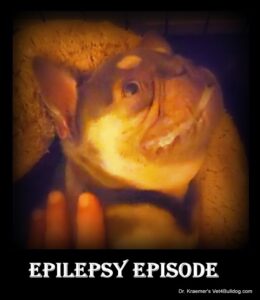 French bulldog seizure epilepsy