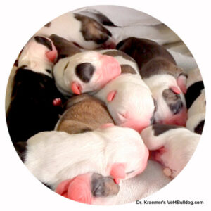 bulldog puppies just born by Dr. Kraemer vet4bulldog