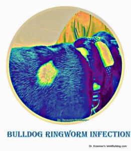 bulldog ringworm fungal infection