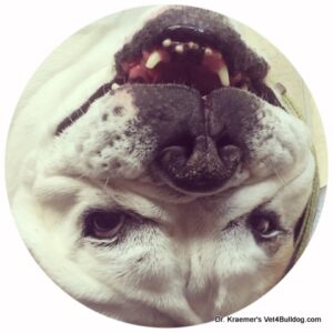 bulldog seizure and epilepsy