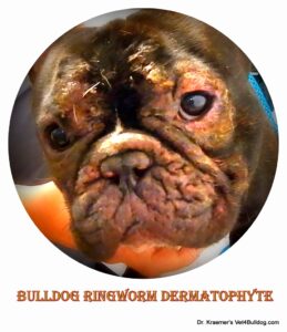 ringworm infection in Fr. bulldog