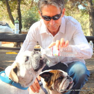 dr. Kraemer giving water to bulldog in a rescue event