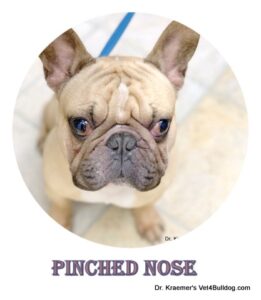 French bulldog pinched nose