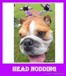 BULLDOG HEAD TREMORS AND SHAKE