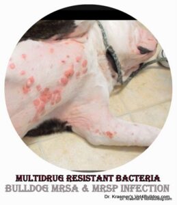 bulldog multidrug resistant bacteria MRSP & MRSA