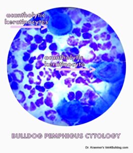bulldog pemphigus autoimmune cytology