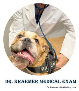 Dr. Kraemer bulldog expert medical exam