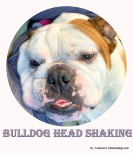 bulldog head shaking
