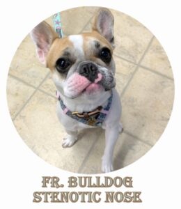 French bulldog pinched nose