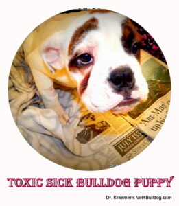 toxic bulldog puppy