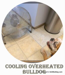 cooling a overheated bulldog with a fan demo