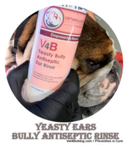 Bulldog receives antiseptic ear rinse from gloved hand. Text: "V4B Yeasty Bully Antiseptic Ear Rinse."
