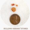 bulldog urinary stones