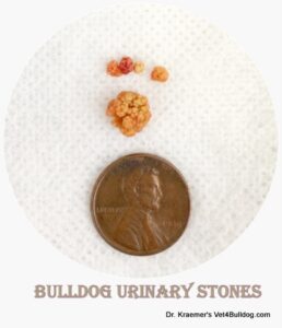 bulldog urinary stones
