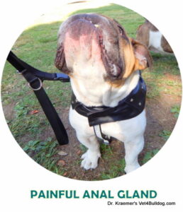 PAINFUL ANAL GLAND
